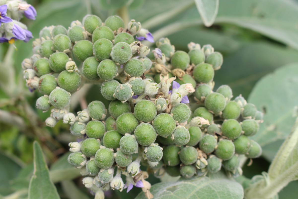 Solanum mauritianum Scop.